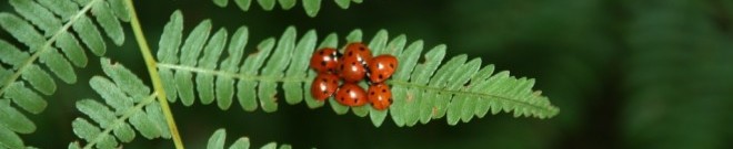 Wanderung im Tal der Amel und der Warche (35)