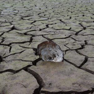 Schale einer großen Teichmuschel auf dem bereits getrockneten Seegrund